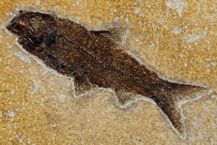 Detailed Fossil Fish (Knightia) - Ash Layer #349256